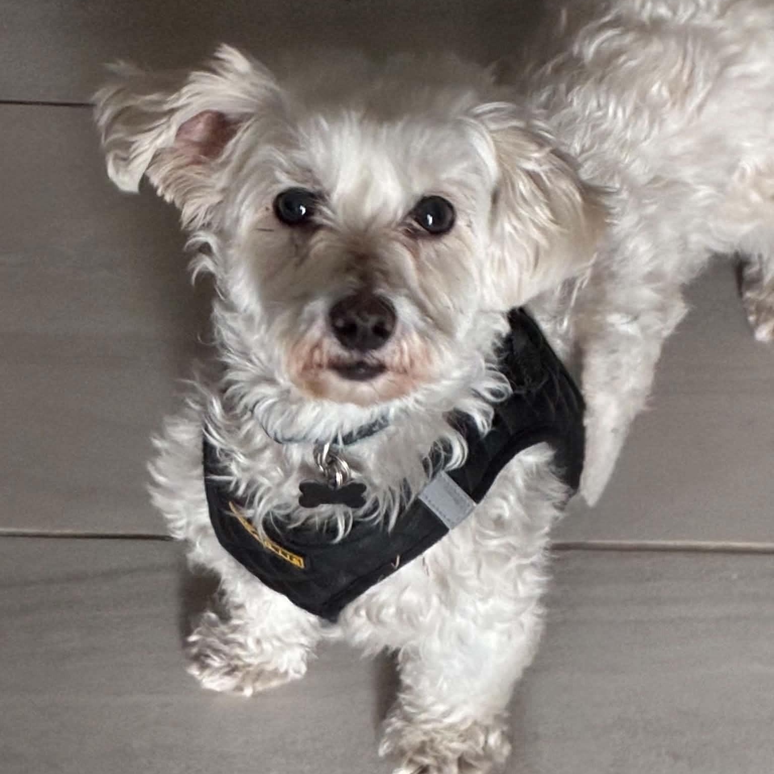 Enlarge Odette, a Adoptable mixed breed in Calgary, AB image 6/6