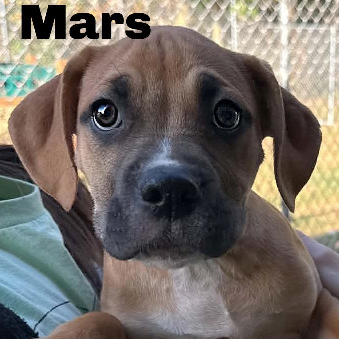 Mars 260752, Adoptable, Puppy Male Mixed Breed.