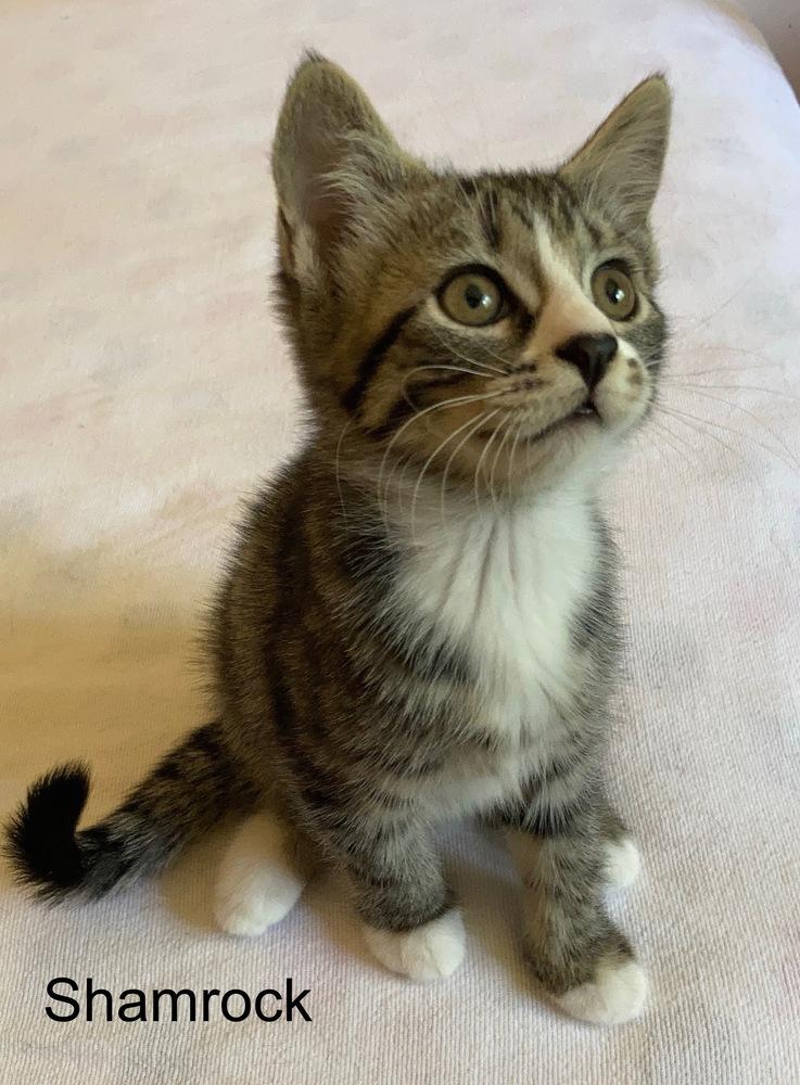 Shamrock, Adoptable, Kitten Female Domestic Short Hair.