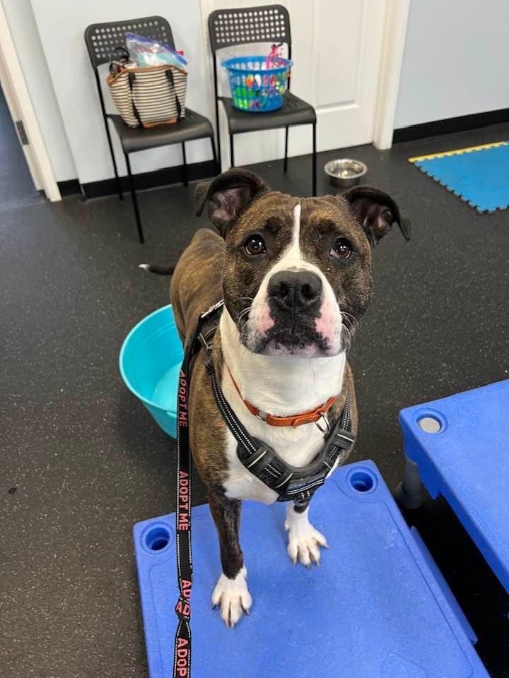 Enlarge Jamison, a Adoptable mixed breed in Youngstown, OH image 5/6