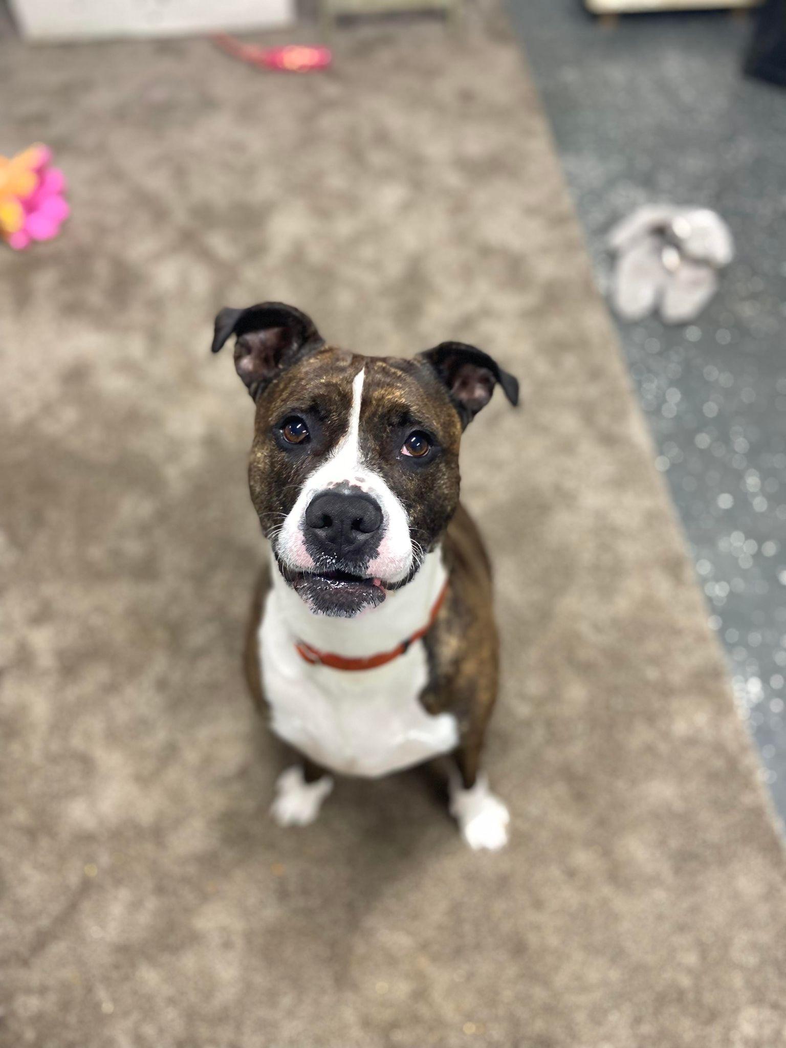 Enlarge Jamison, a Adoptable mixed breed in Youngstown, OH image 1/6