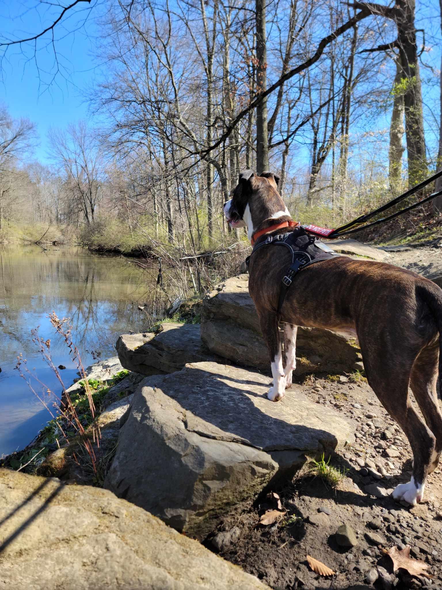 Enlarge Jamison, a Adoptable mixed breed in Youngstown, OH image 4/6