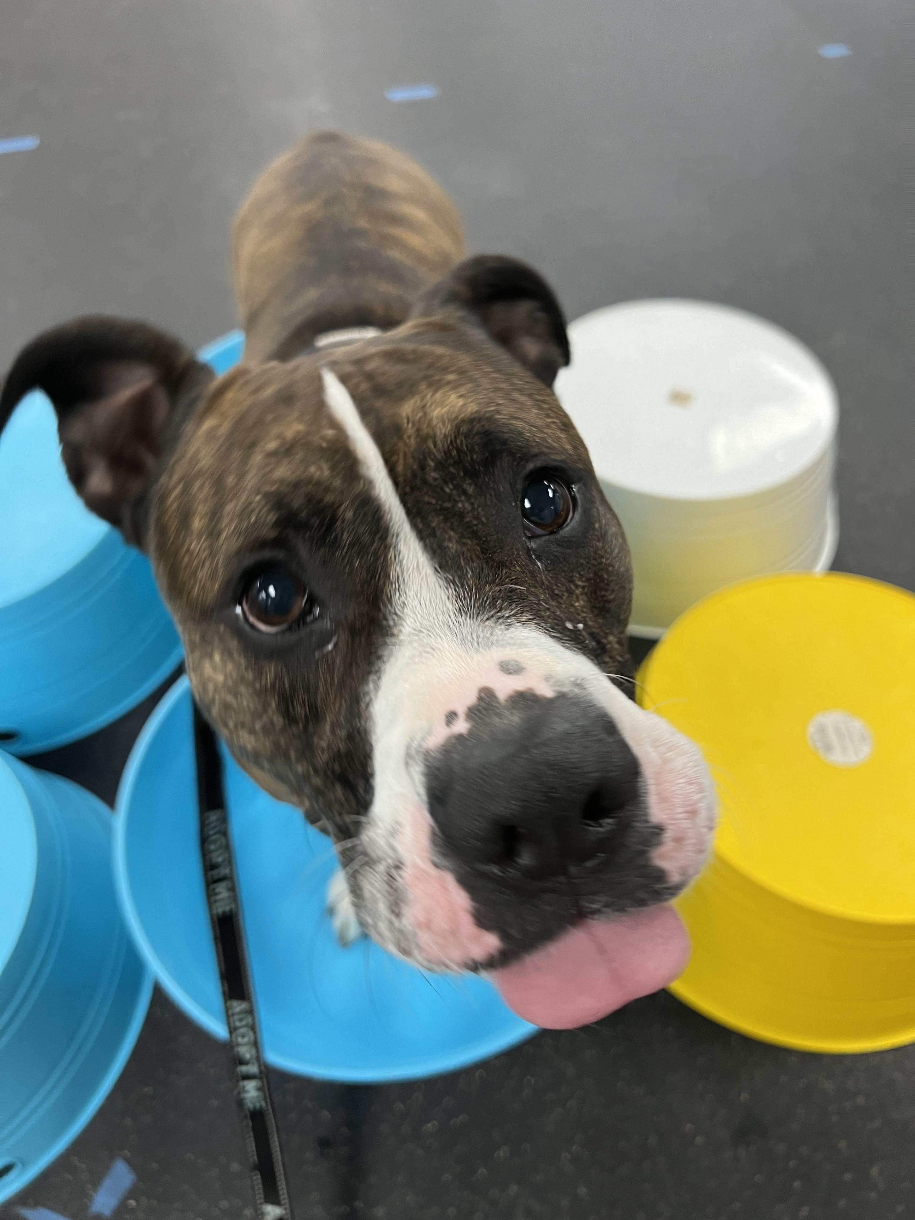 Enlarge Jamison, a Adoptable mixed breed in Youngstown, OH image 2/6