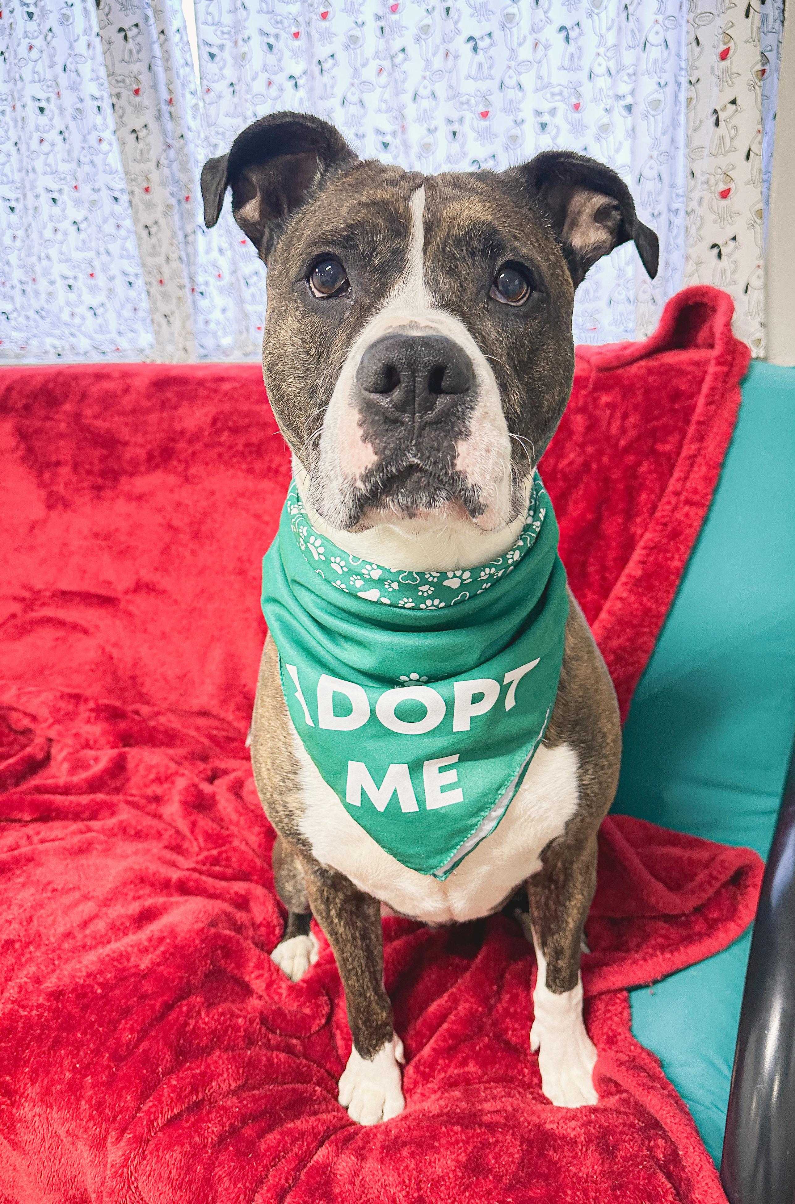 Enlarge Jamison, a Adoptable mixed breed in Youngstown, OH image 3/6