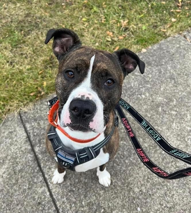 Enlarge Jamison, a Adoptable mixed breed in Youngstown, OH image 6/6