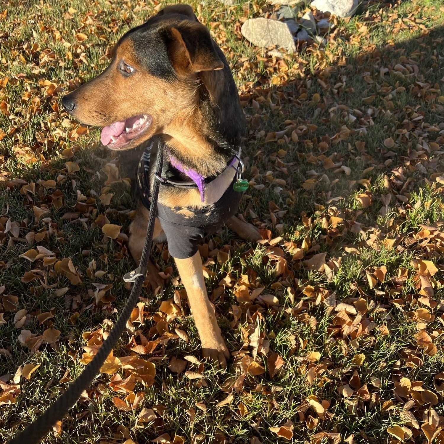 Stan Lee, an adoptable Mixed Breed in Saskatoon, SK, S7H 0W2 | Photo Image 3