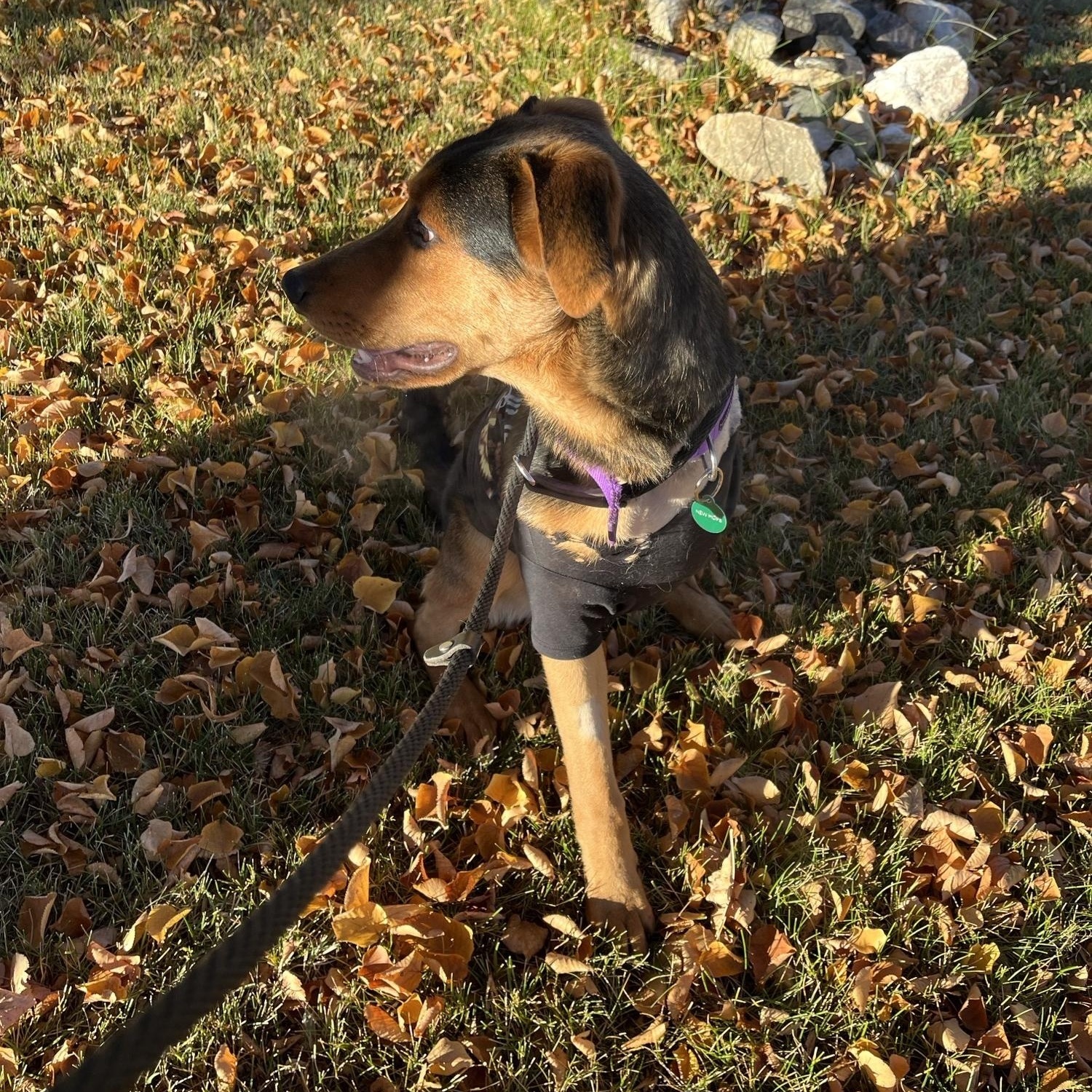 Stan Lee, an adoptable Mixed Breed in Saskatoon, SK, S7H 0W2 | Photo Image 5