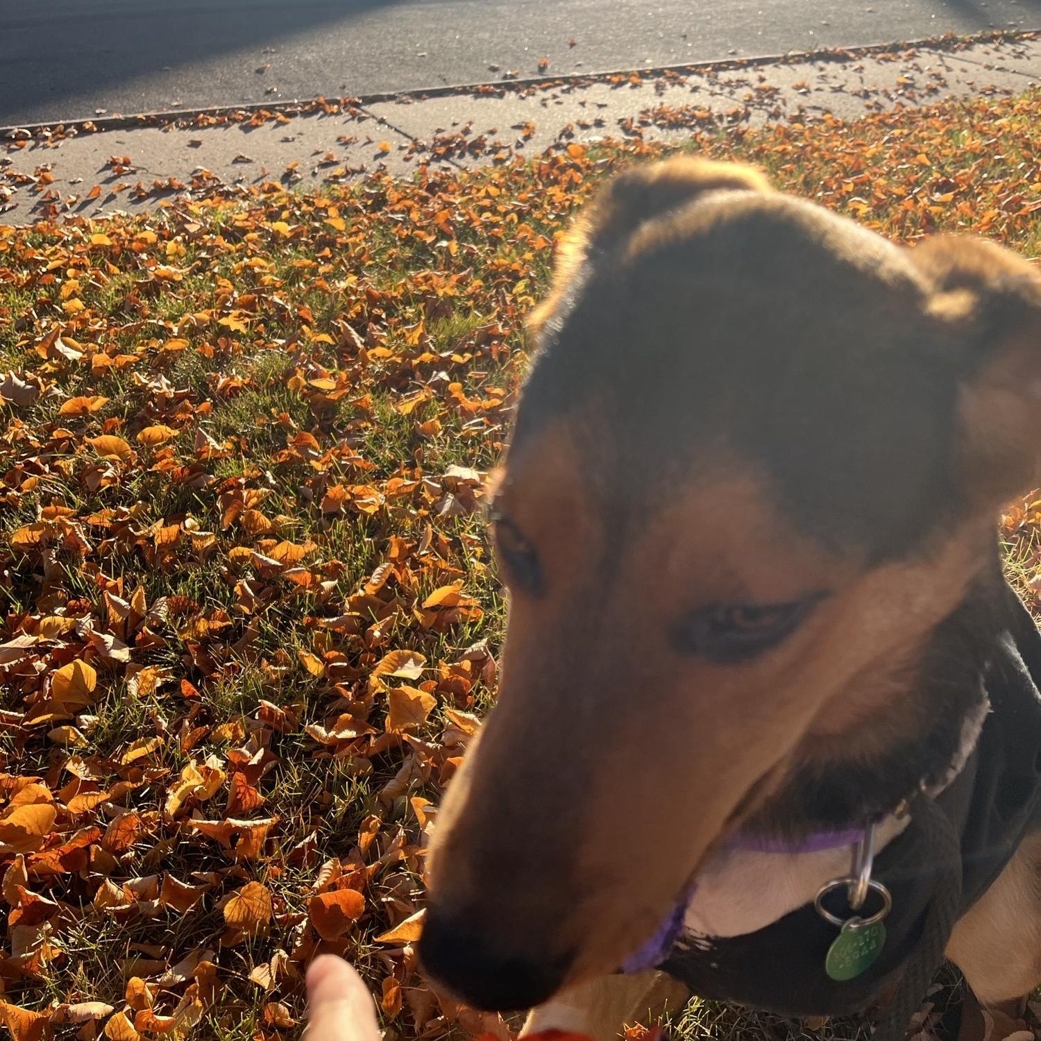 Stan Lee, an adoptable Mixed Breed in Saskatoon, SK, S7H 0W2 | Photo Image 4