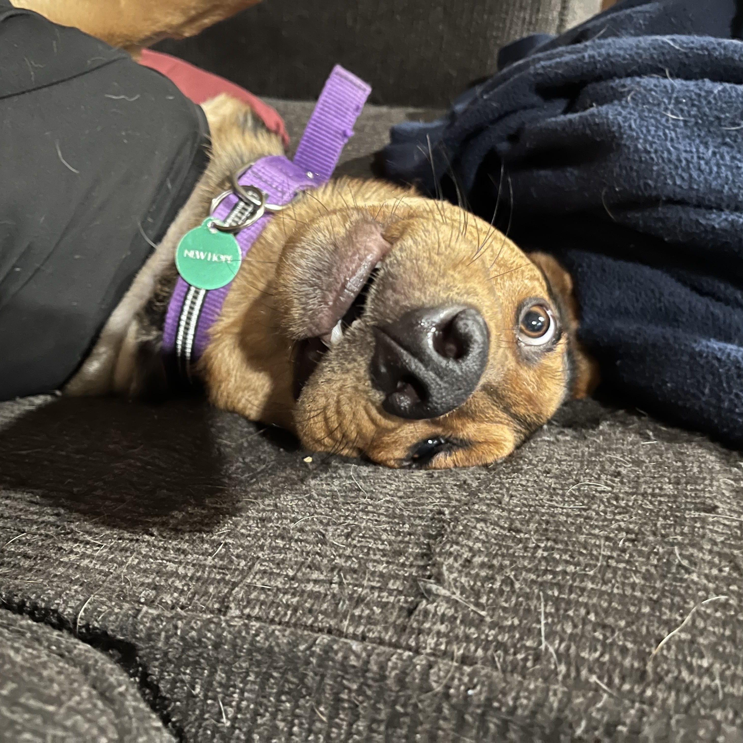 Stan Lee, an adoptable Mixed Breed in Saskatoon, SK, S7H 0W2 | Photo Image 2