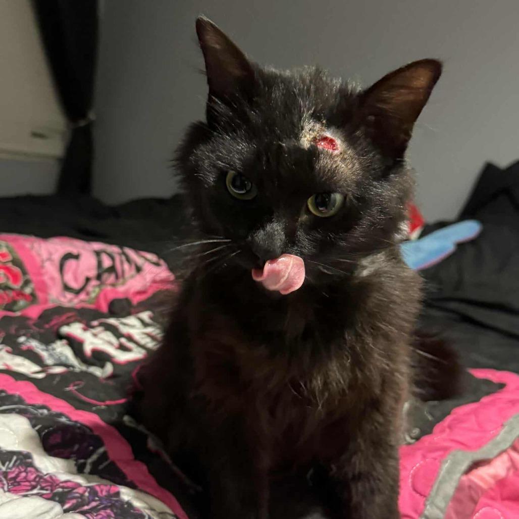 Toothless, Adoptable, Adult Male Domestic Long Hair.