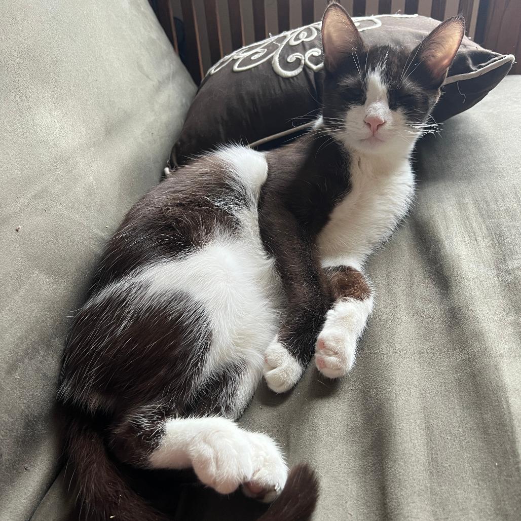 Enlarge Auggie, a Adoptable Domestic Short Hair in Chicago, IL image 1/1