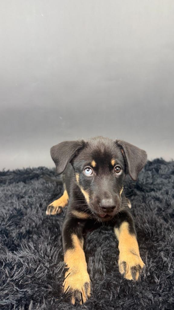 Enlarge Beauty, a Adopted mixed breed in Phoenix, AZ image 2/6