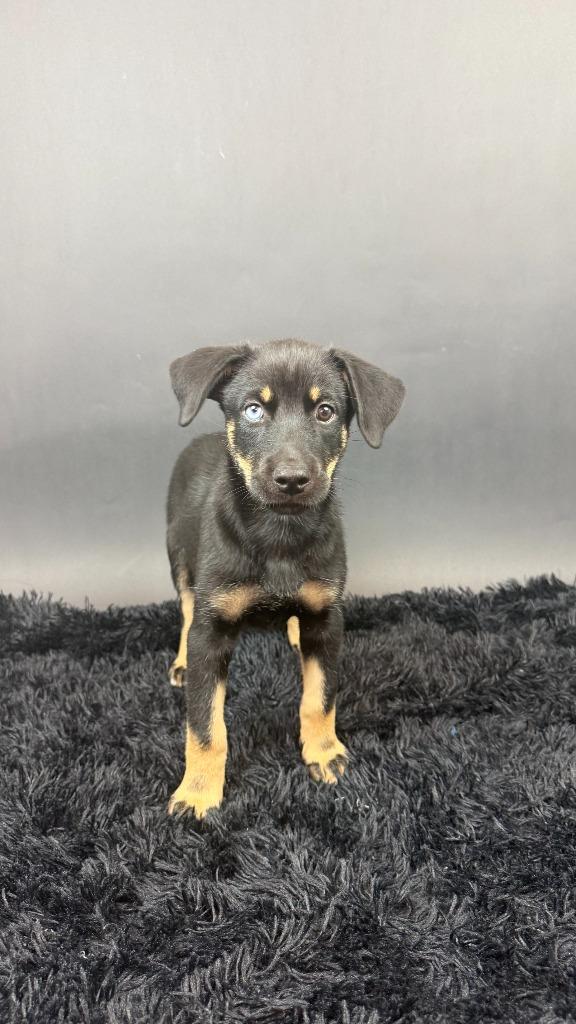 Enlarge Beauty, a Adopted mixed breed in Phoenix, AZ image 4/6