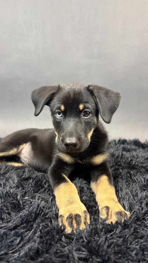 Enlarge Beauty, a Adopted mixed breed in Phoenix, AZ image 5/6