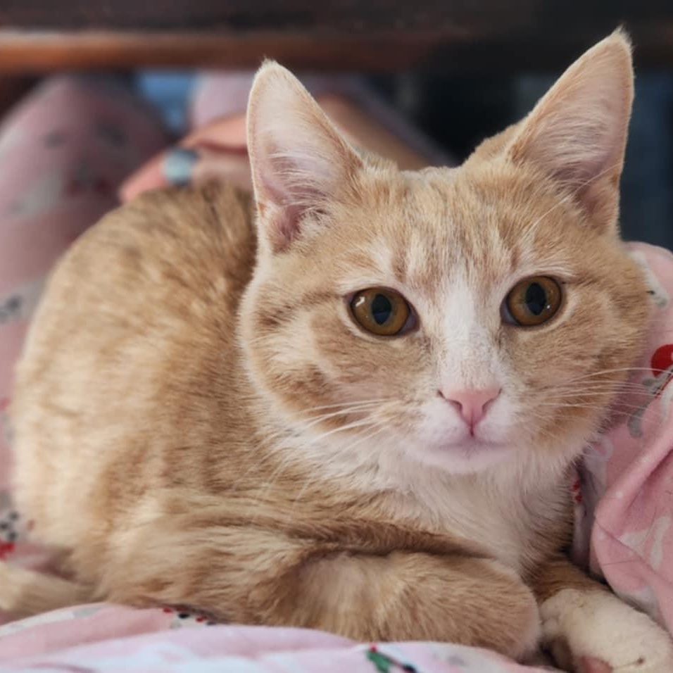 Enlarge Cornbread *tripod*, an adopted Domestic Short Hair in Madison, WI image 3/6