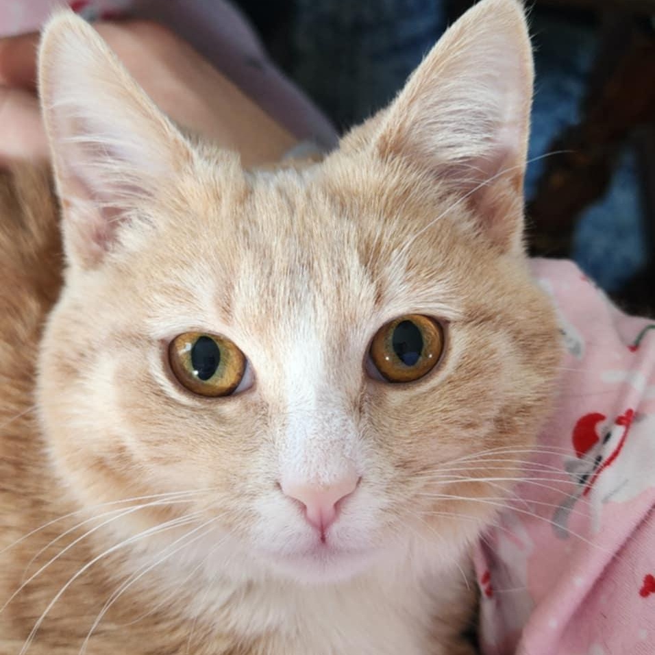 Enlarge Cornbread *tripod*, an adopted Domestic Short Hair in Madison, WI image 1/6