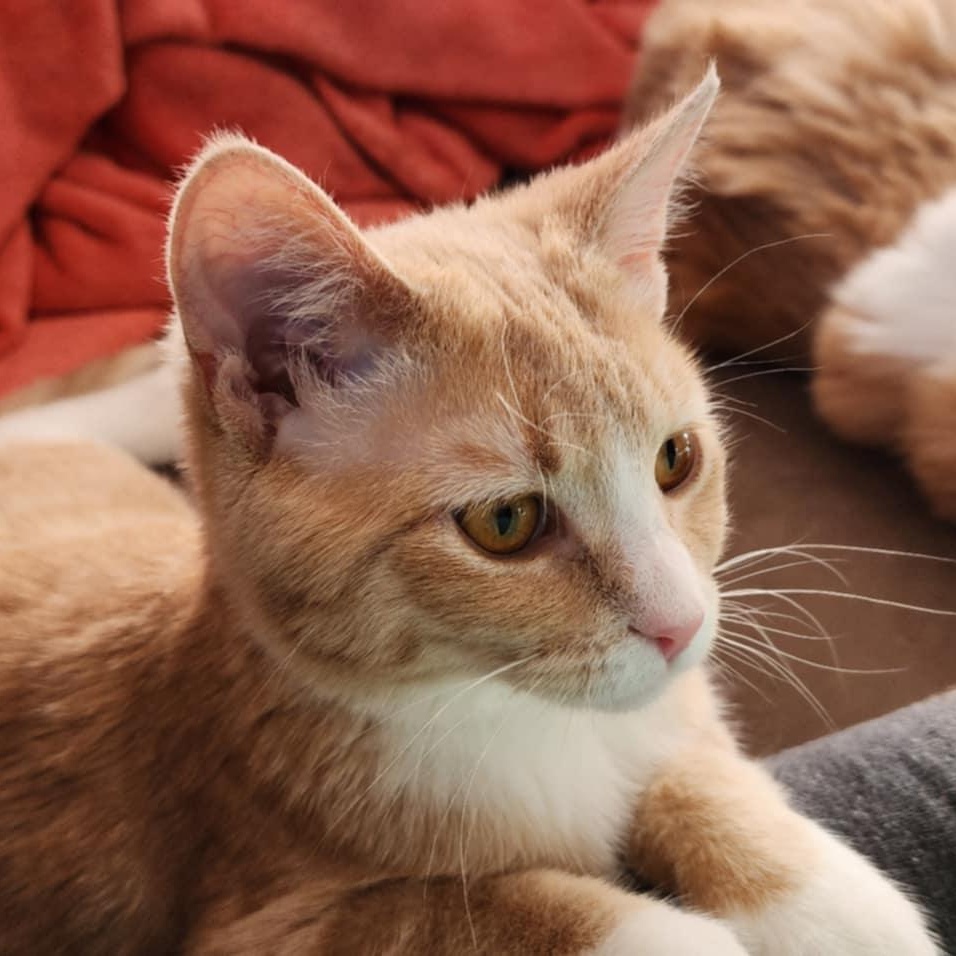 Enlarge Cornbread *tripod*, an adopted Domestic Short Hair in Madison, WI image 4/6