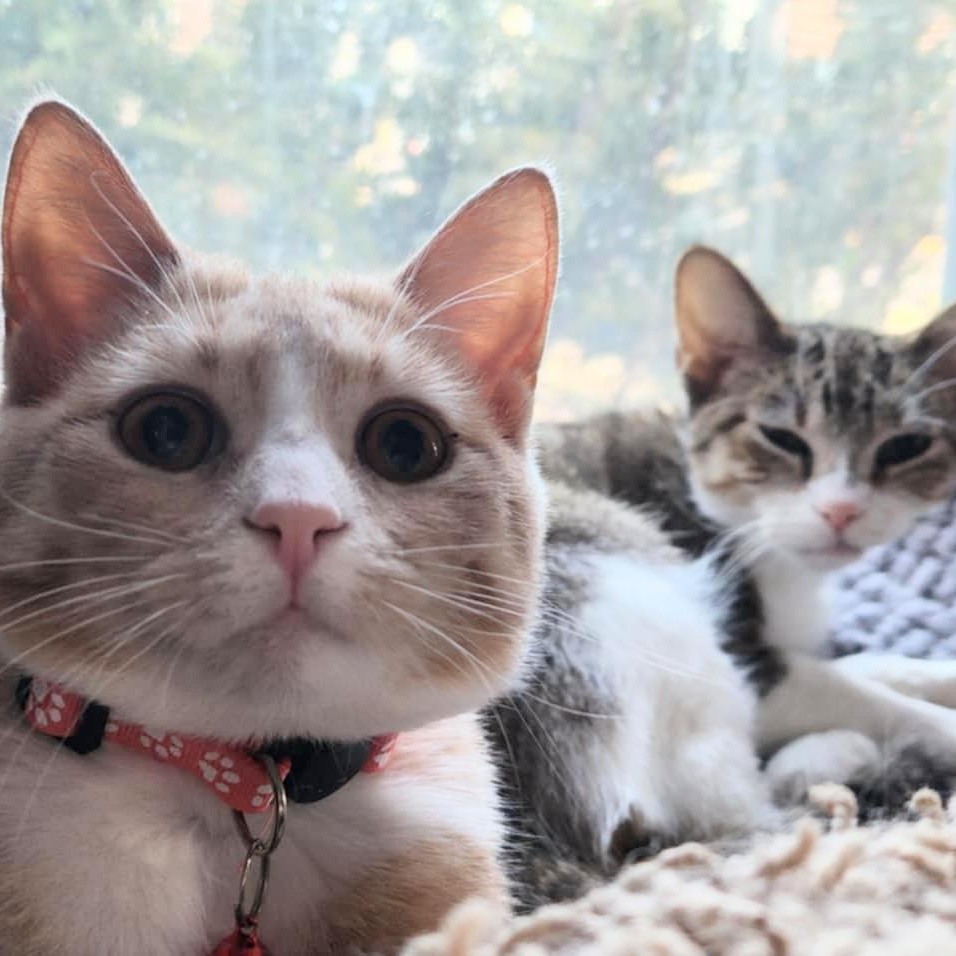 Enlarge Cornbread *tripod*, an adopted Domestic Short Hair in Madison, WI image 2/6