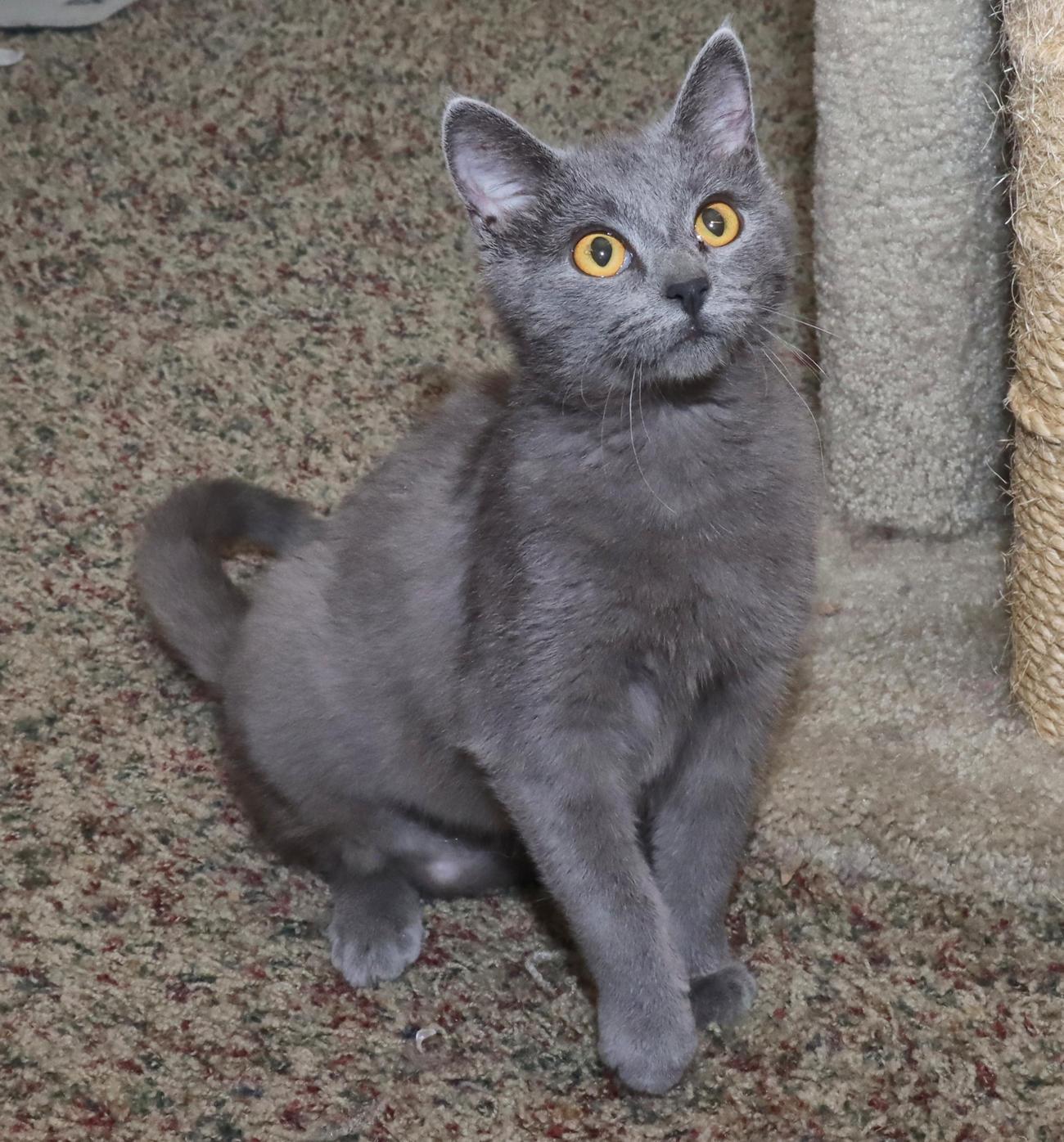 Enlarge Sasha, an adopted mixed breed in Euclid, OH image 6/6