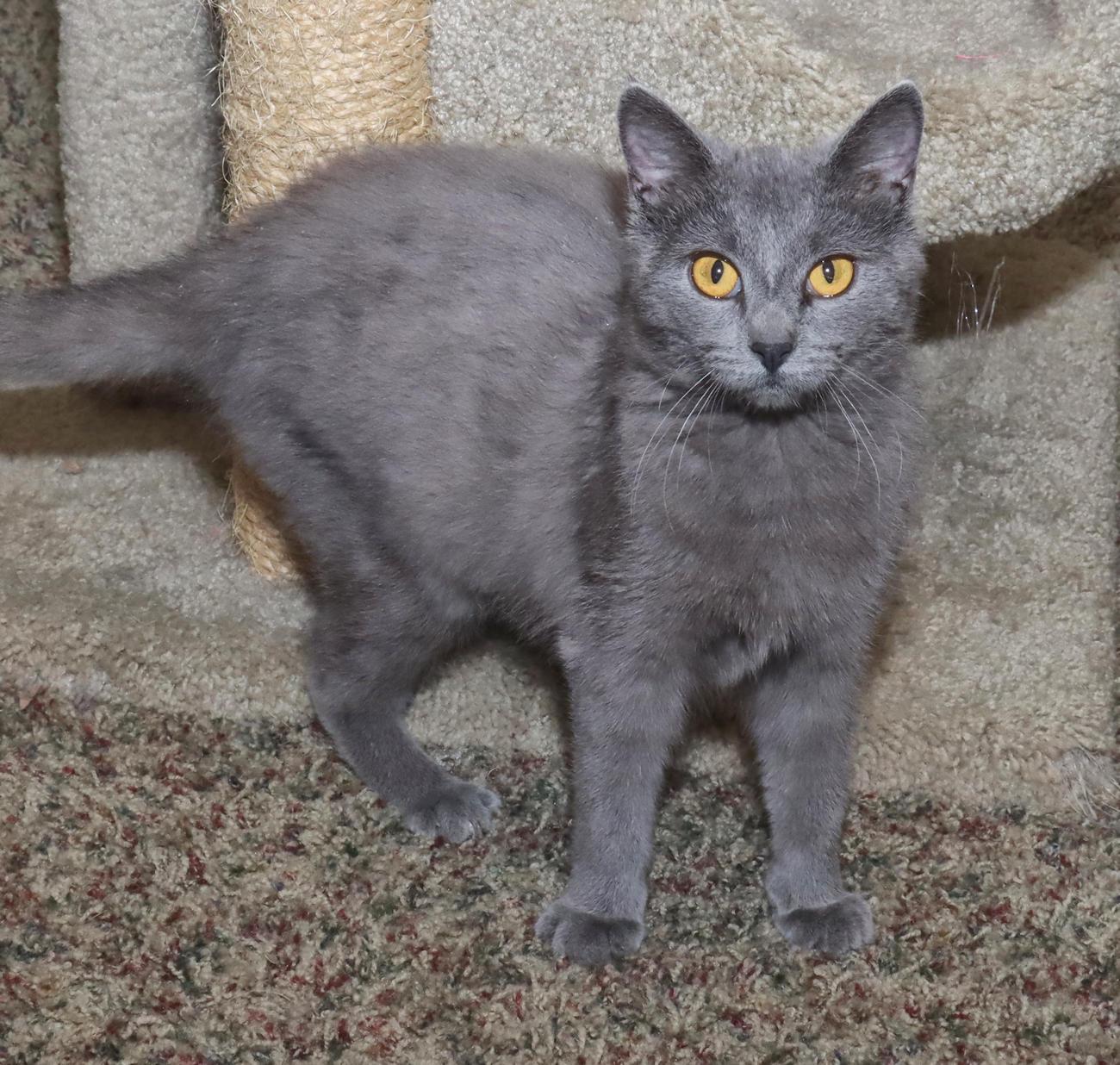 Enlarge Sasha, an adopted mixed breed in Euclid, OH image 3/6