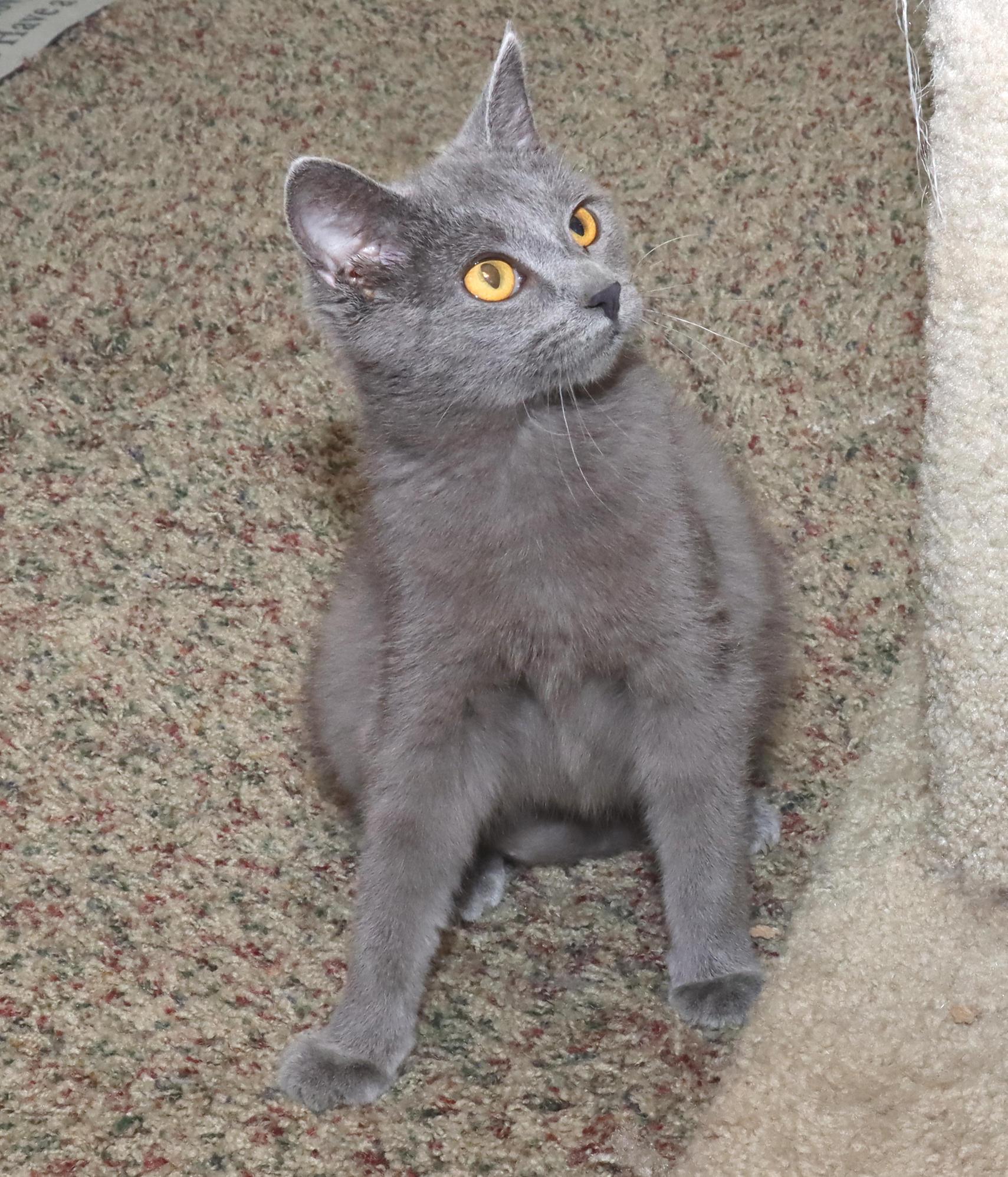 Enlarge Sasha, an adopted mixed breed in Euclid, OH image 4/6