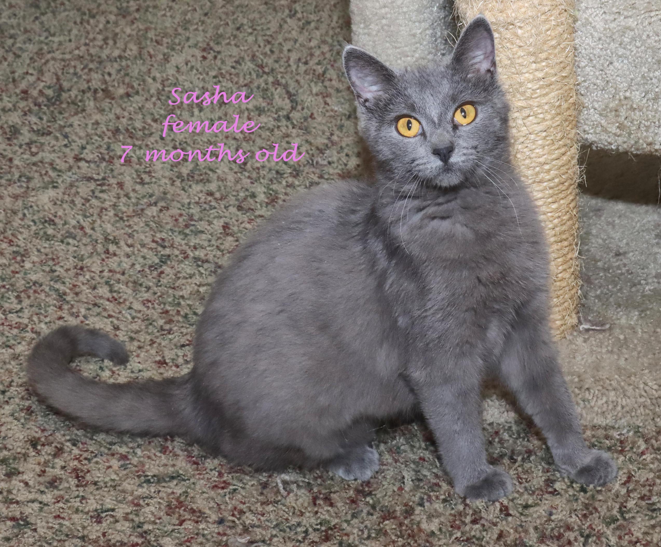 Enlarge Sasha, an adopted mixed breed in Euclid, OH image 2/6