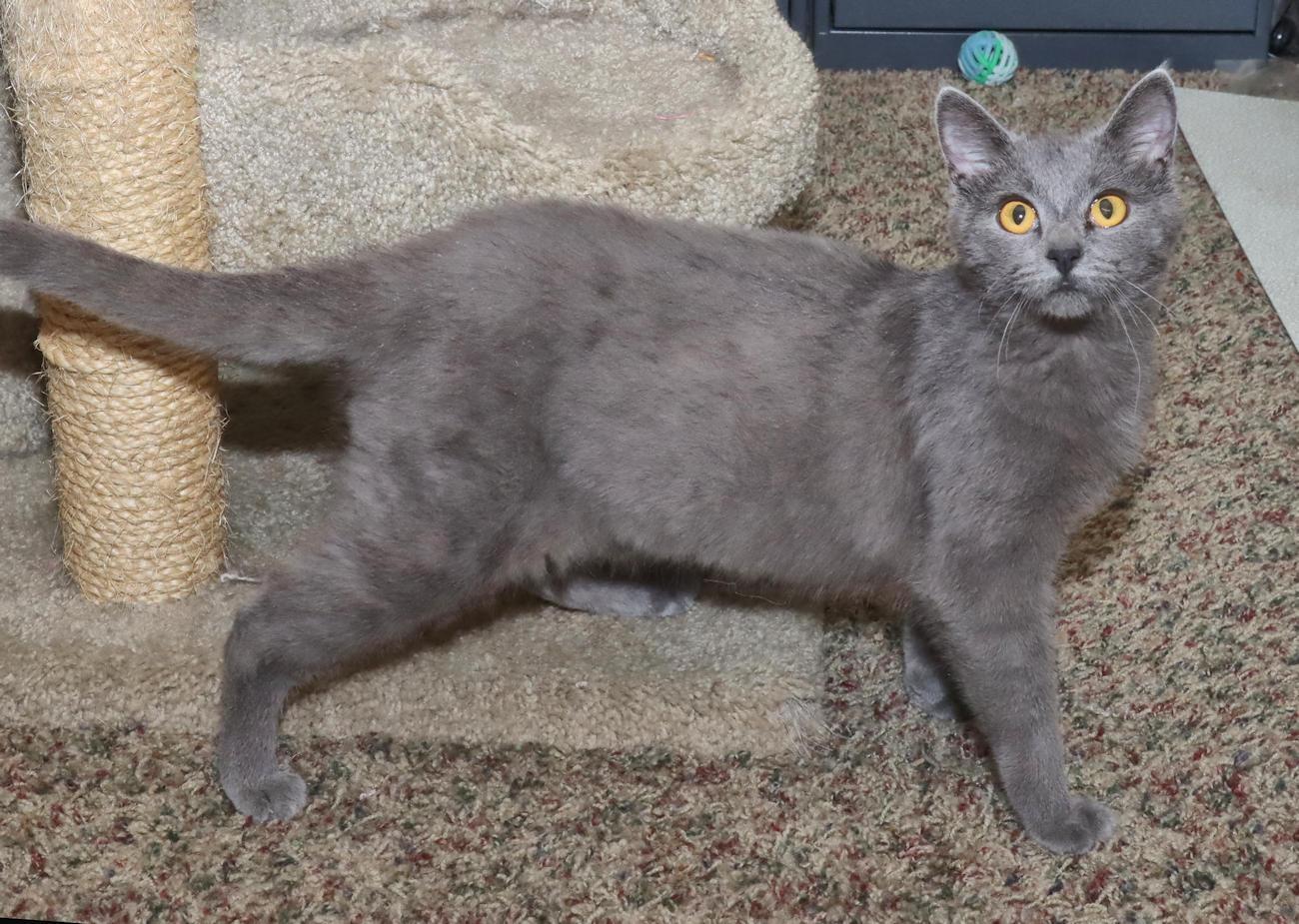 Enlarge Sasha, an adopted mixed breed in Euclid, OH image 5/6