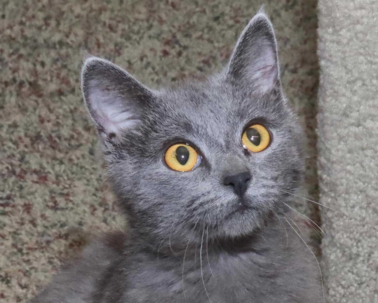 Enlarge Sasha, an adopted mixed breed in Euclid, OH image 1/6