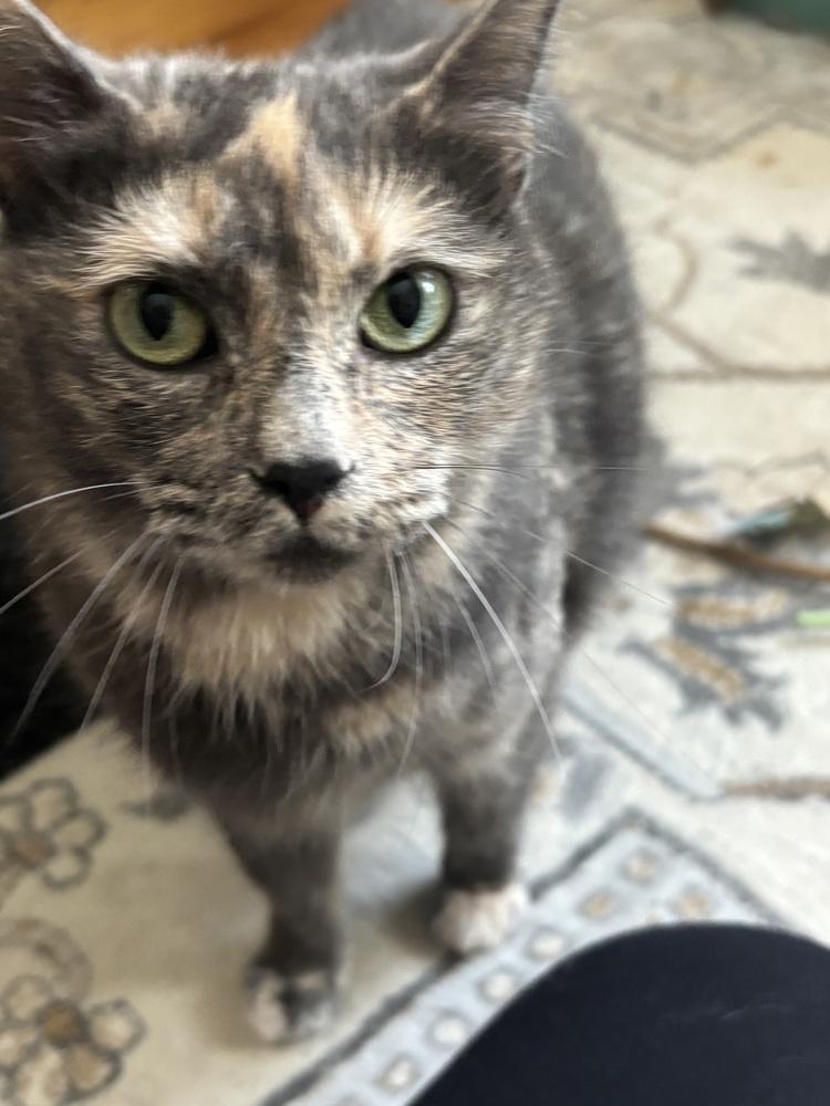 Enlarge CECE, a Adoptable Domestic Short Hair in New Woodstock, NY image 1/4