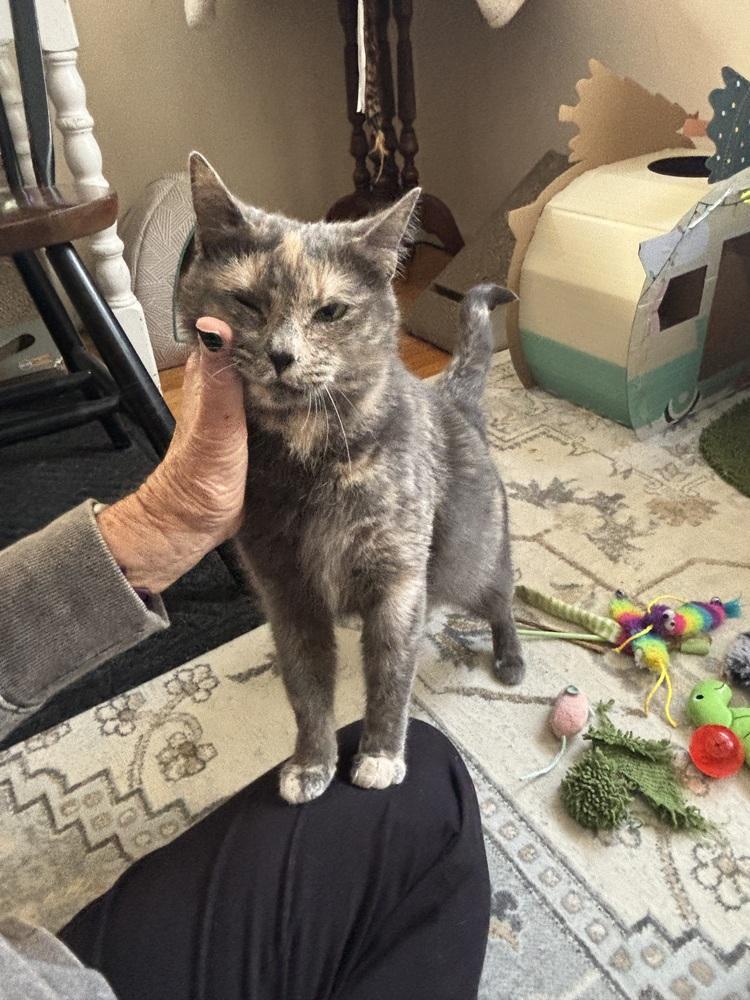 Enlarge CECE, a Adoptable Domestic Short Hair in New Woodstock, NY image 2/4