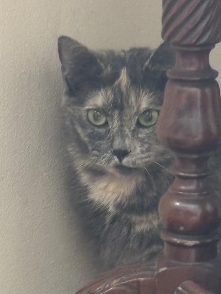 Enlarge CECE, a Adoptable Domestic Short Hair in New Woodstock, NY image 3/4