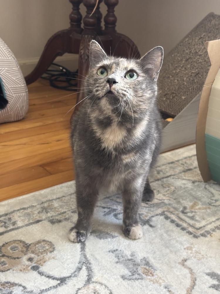 Enlarge CECE, a Adoptable Domestic Short Hair in New Woodstock, NY image 4/4