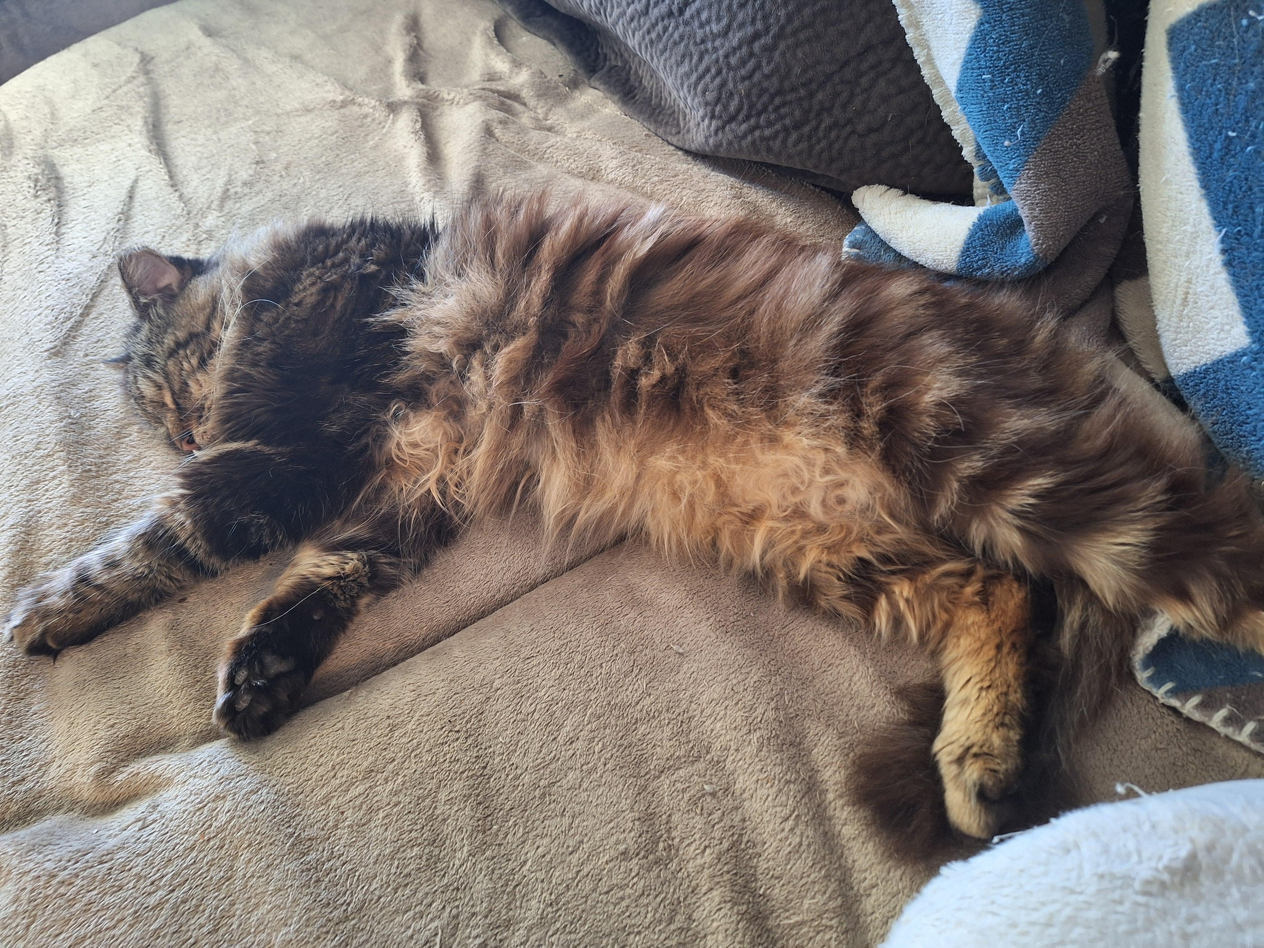 Enlarge Sampson, a Adopted Domestic Long Hair in PIQUA, OH image 5/5