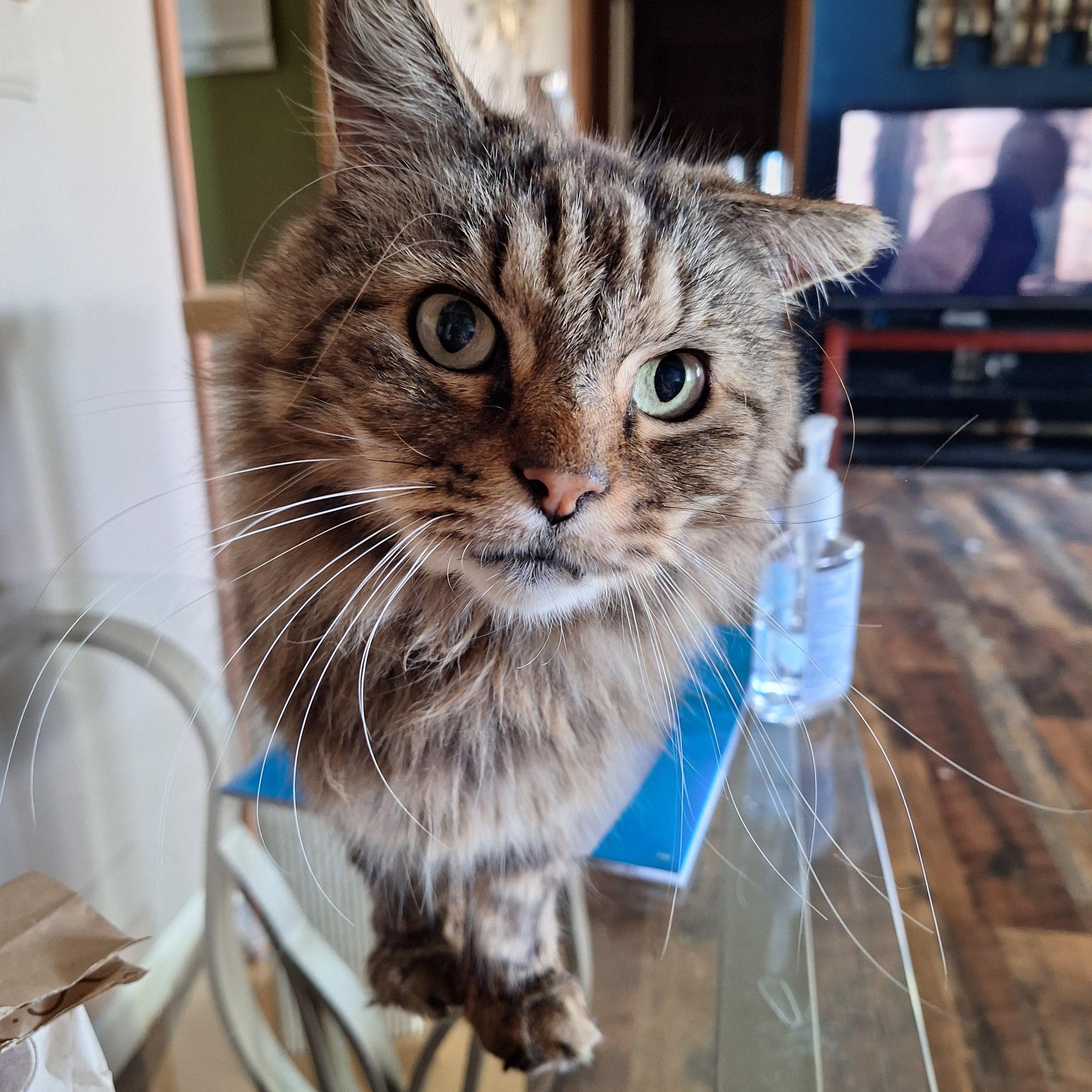 Sampson, Adopted, Adult Male Domestic Long Hair.