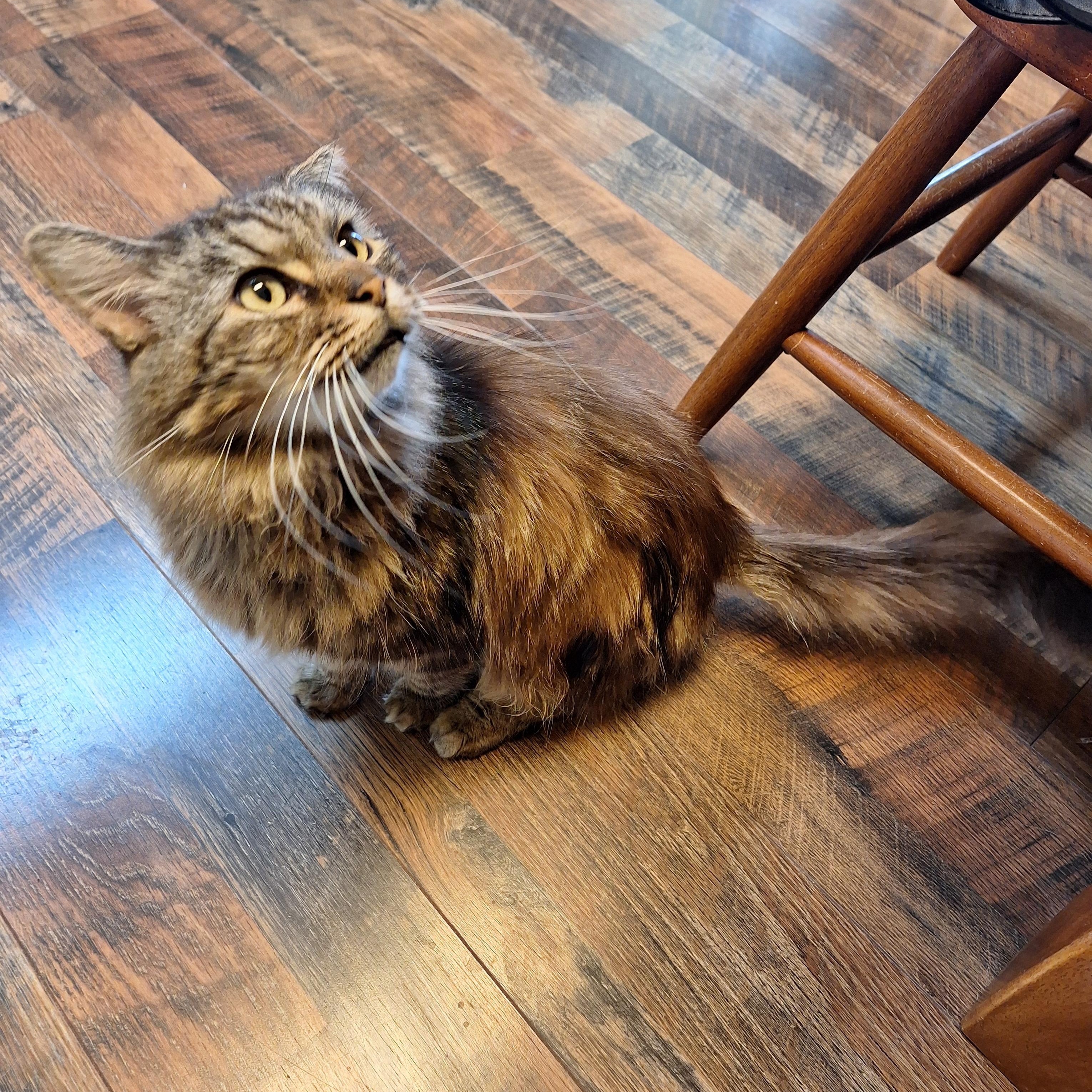 Enlarge Sampson, a Adopted Domestic Long Hair in PIQUA, OH image 3/5
