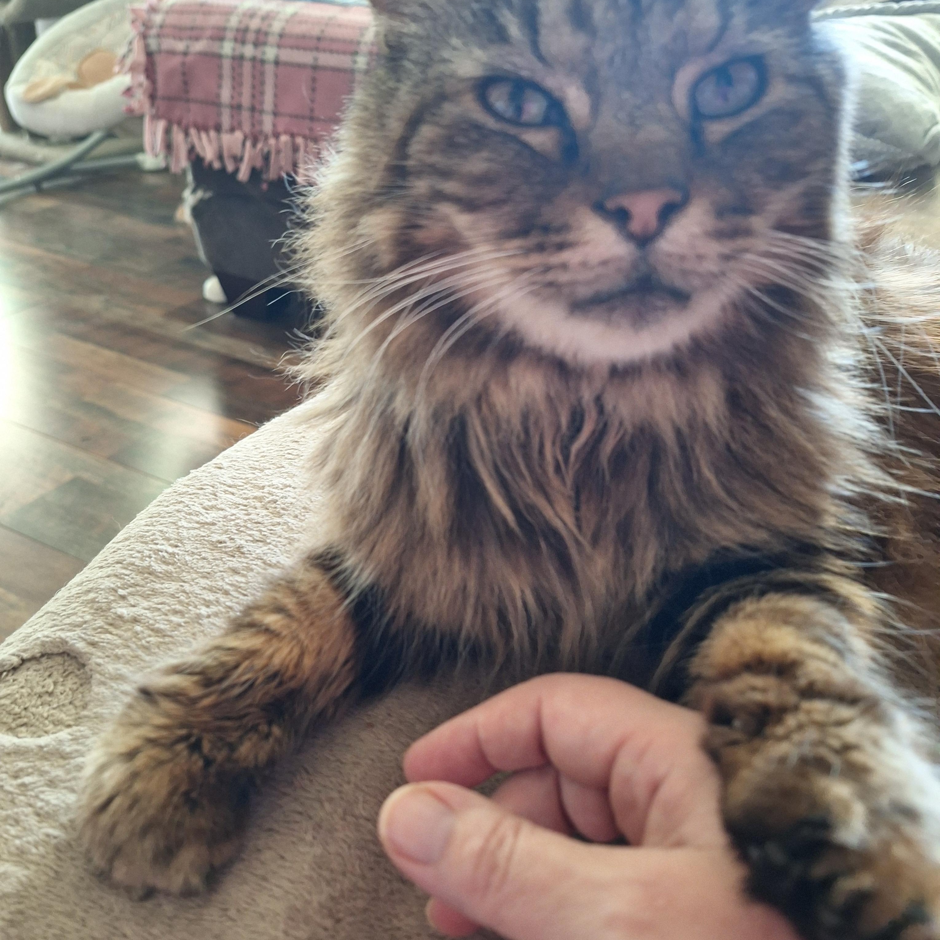 Enlarge Sampson, a Adopted Domestic Long Hair in PIQUA, OH image 1/5