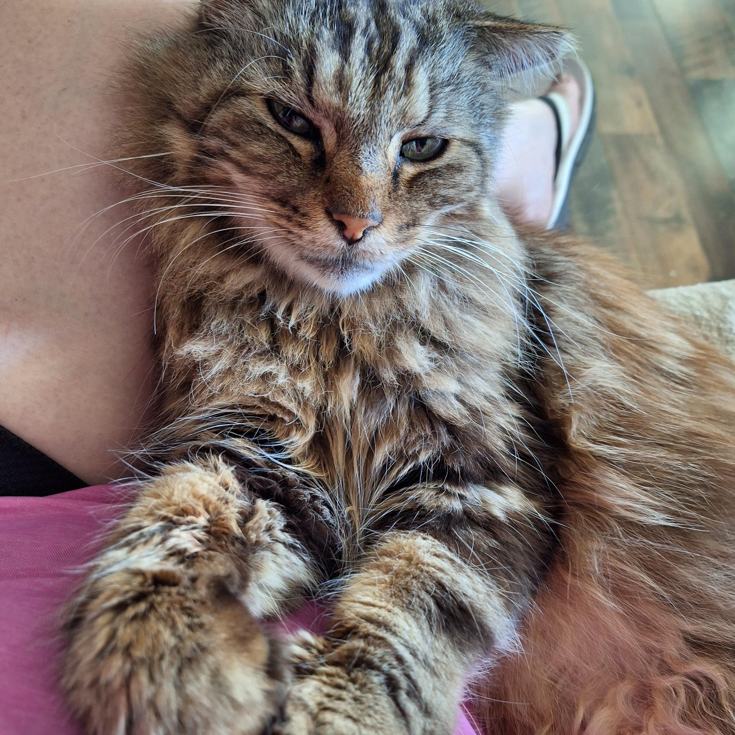 Enlarge Sampson, a Adopted Domestic Long Hair in PIQUA, OH image 4/5