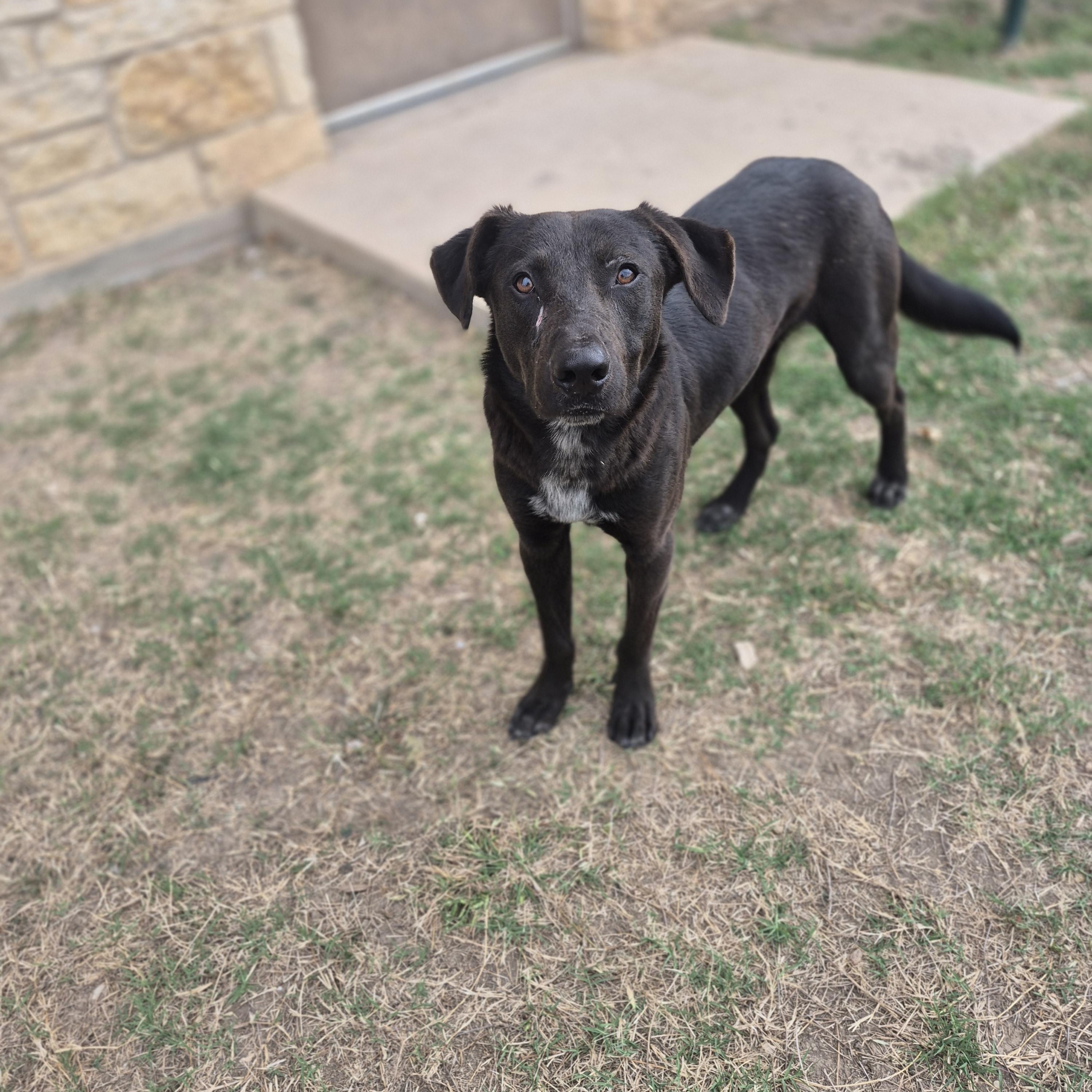 Boingo, ADOPTABLE, Adult Male Mixed Breed.