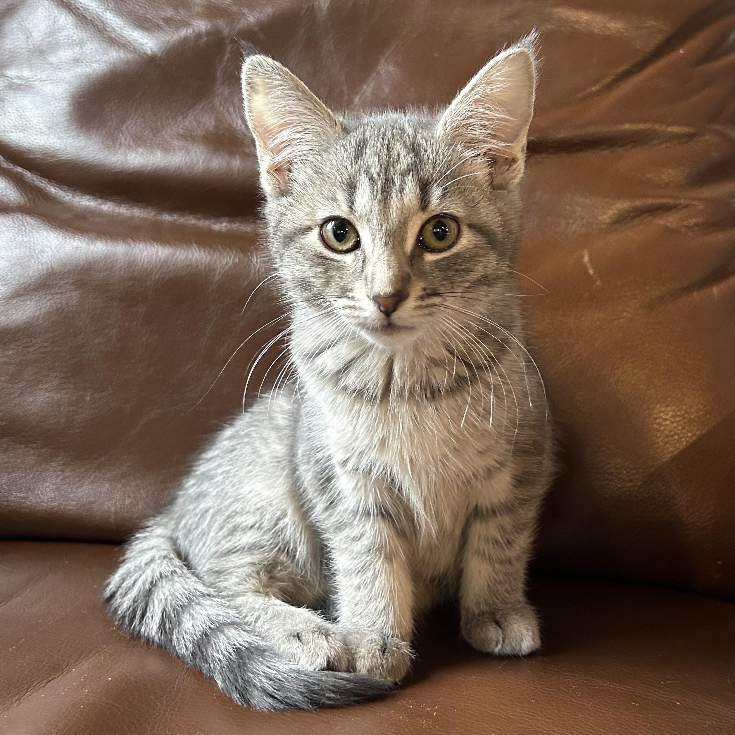 Gardenia, Adopted, Kitten Female American Shorthair.