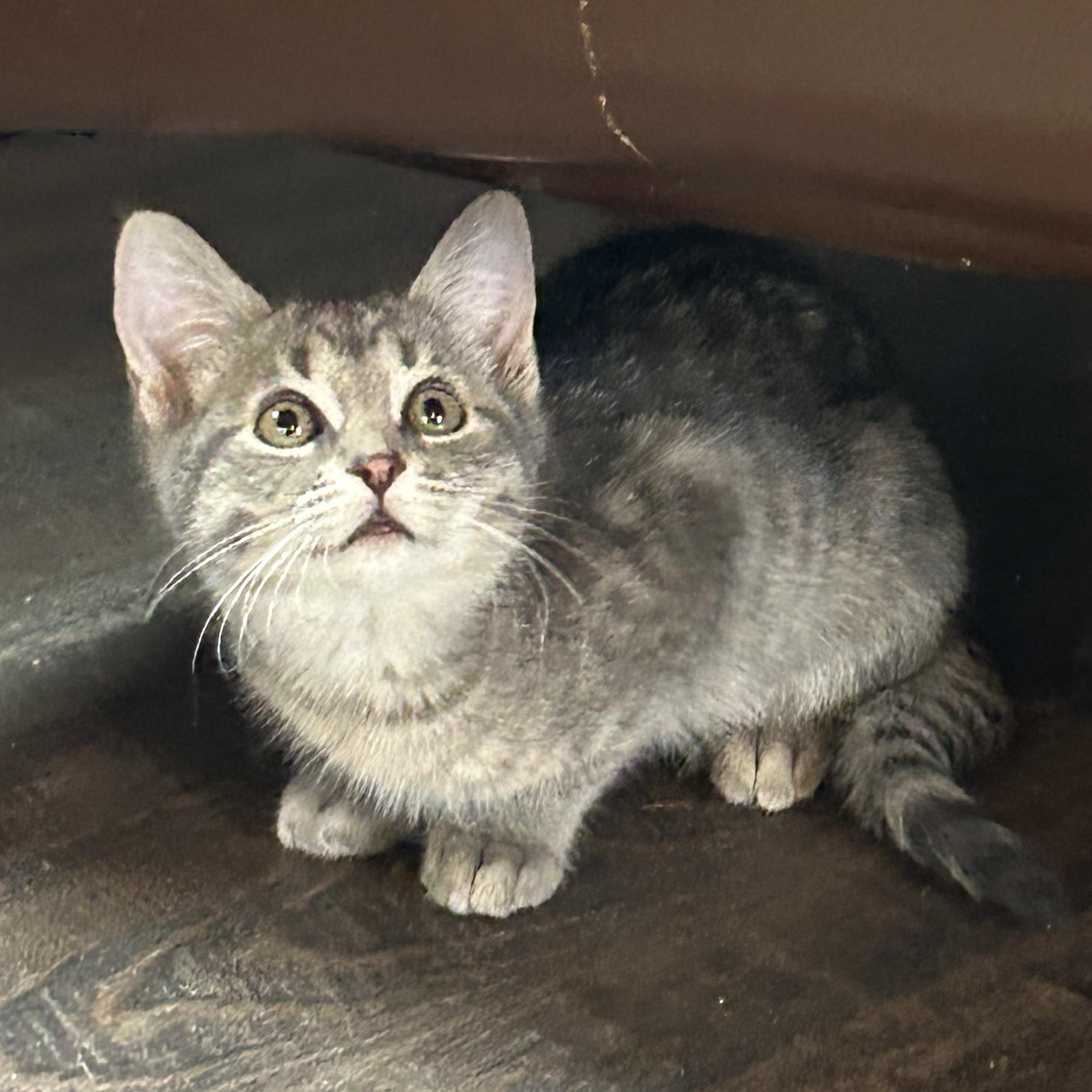Enlarge Gardenia, a Adopted American Shorthair in Lilburn, GA image 4/5