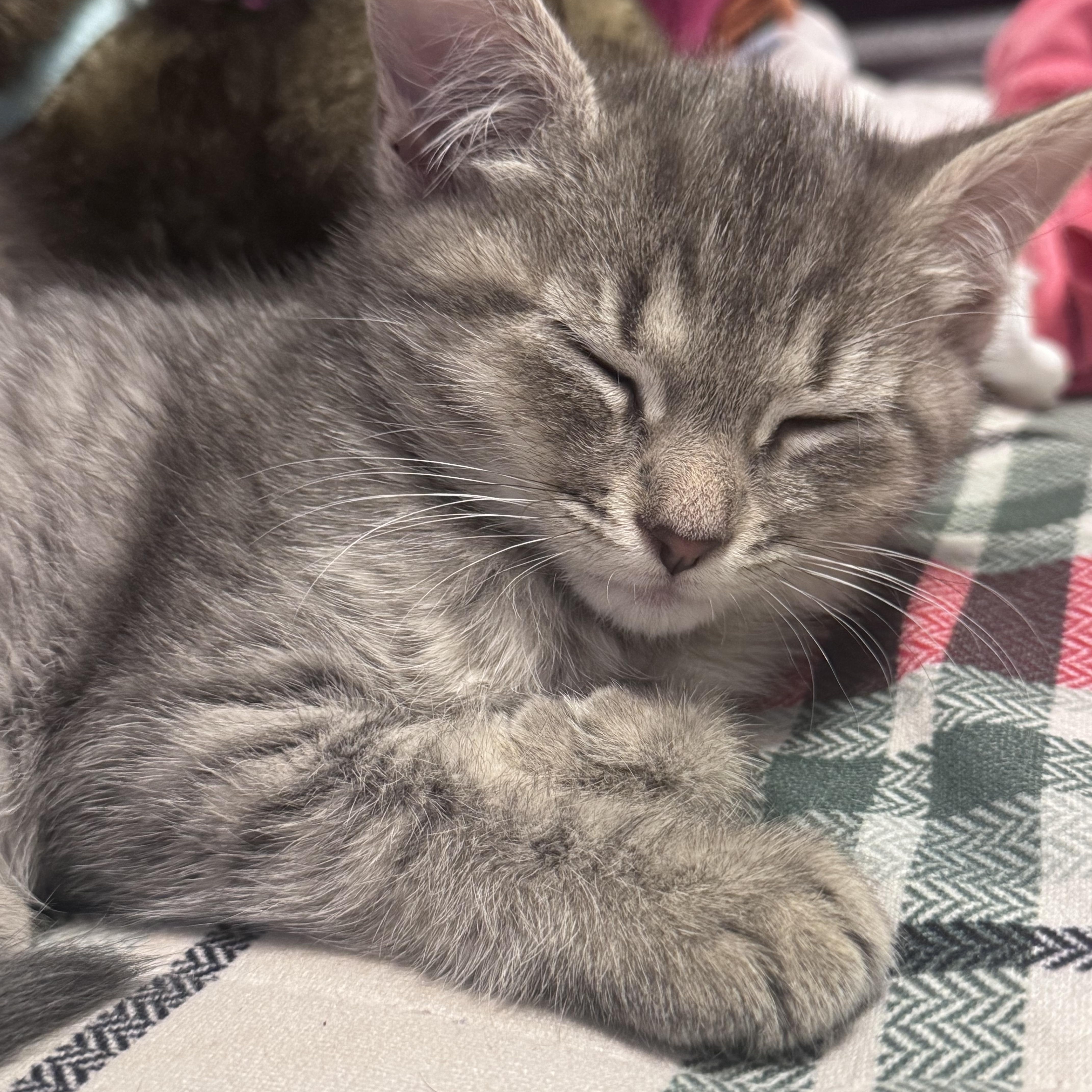 Enlarge Gardenia, a Adopted American Shorthair in Lilburn, GA image 5/5