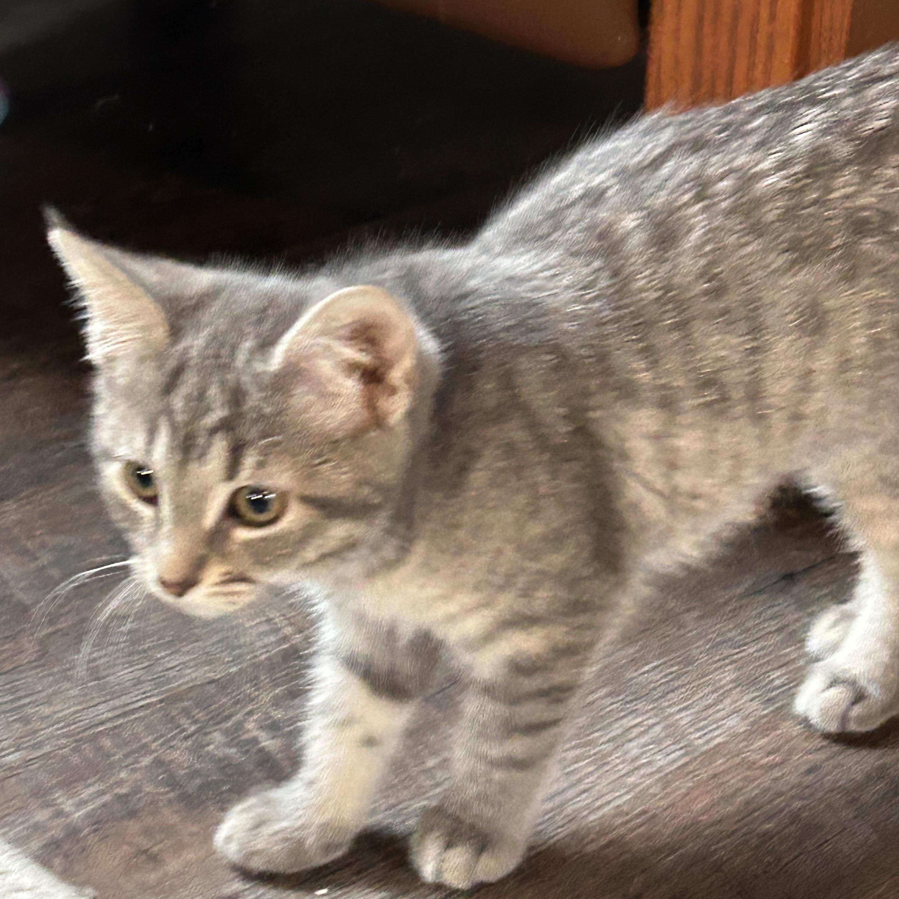 Enlarge Gardenia, a Adopted American Shorthair in Lilburn, GA image 3/5