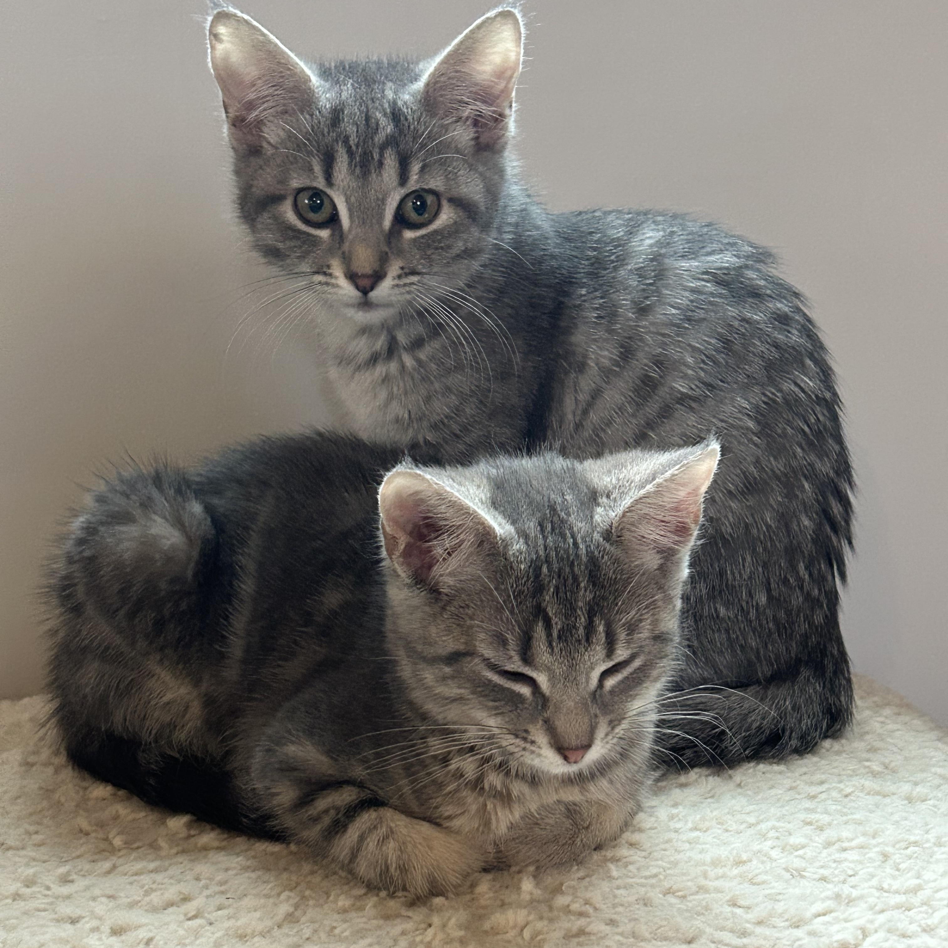 Enlarge Gardenia, a Adopted American Shorthair in Lilburn, GA image 2/5