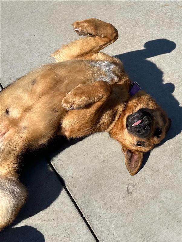 Clementine, a Adoptable German Shepherd Dog in Elk Grove, CA image 1/3