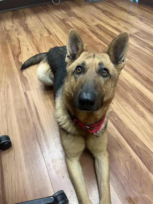 Clementine, a Adoptable German Shepherd Dog in Elk Grove, CA image 2/3
