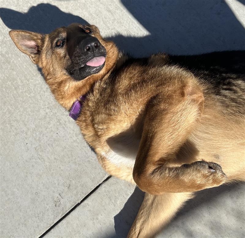 Clementine, a Adoptable German Shepherd Dog in Elk Grove, CA image 3/3