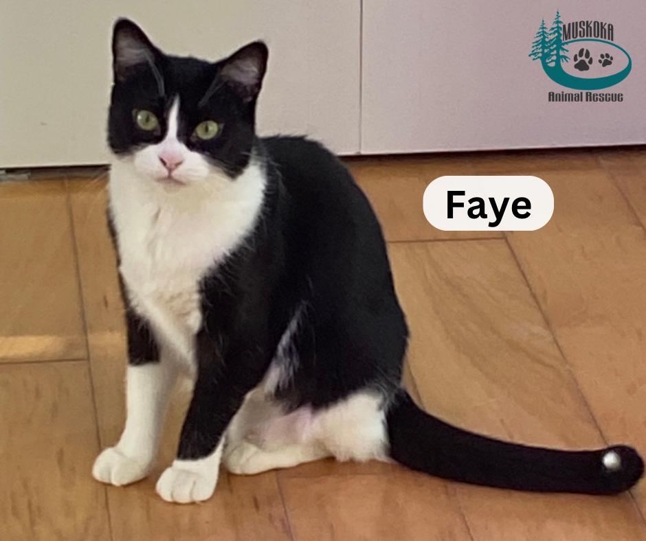 Enlarge Faye!, a ADOPTABLE Domestic Short Hair in Huntsville, ON image 1/1