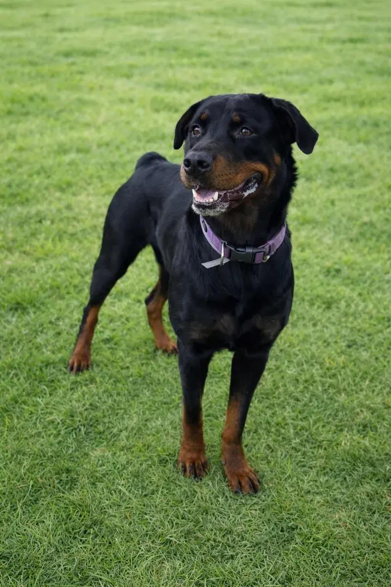 Enlarge Fiona, an adopted Rottweiler in Polk, OH image 1/5