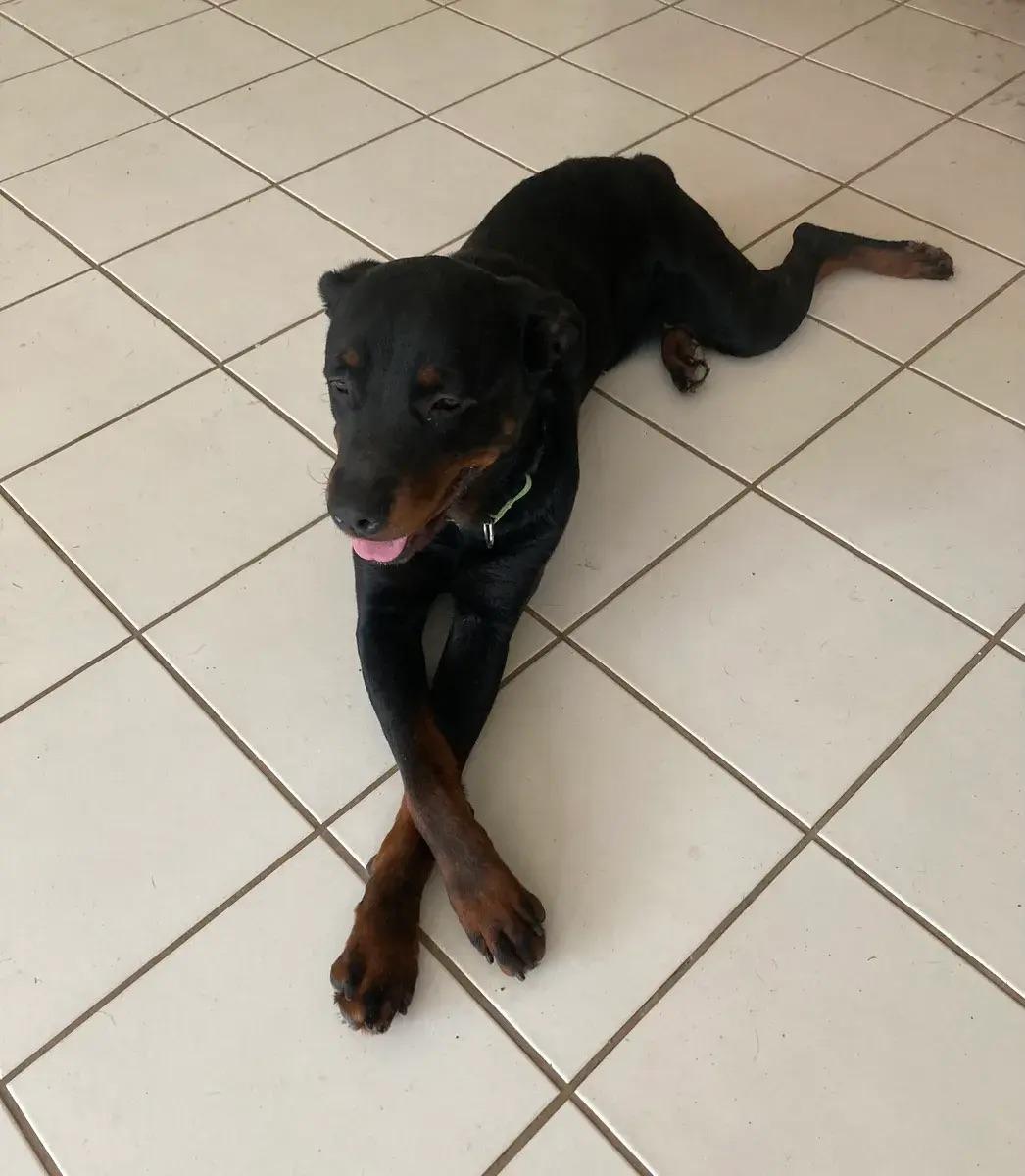 Enlarge Fiona, an adopted Rottweiler in Polk, OH image 4/5