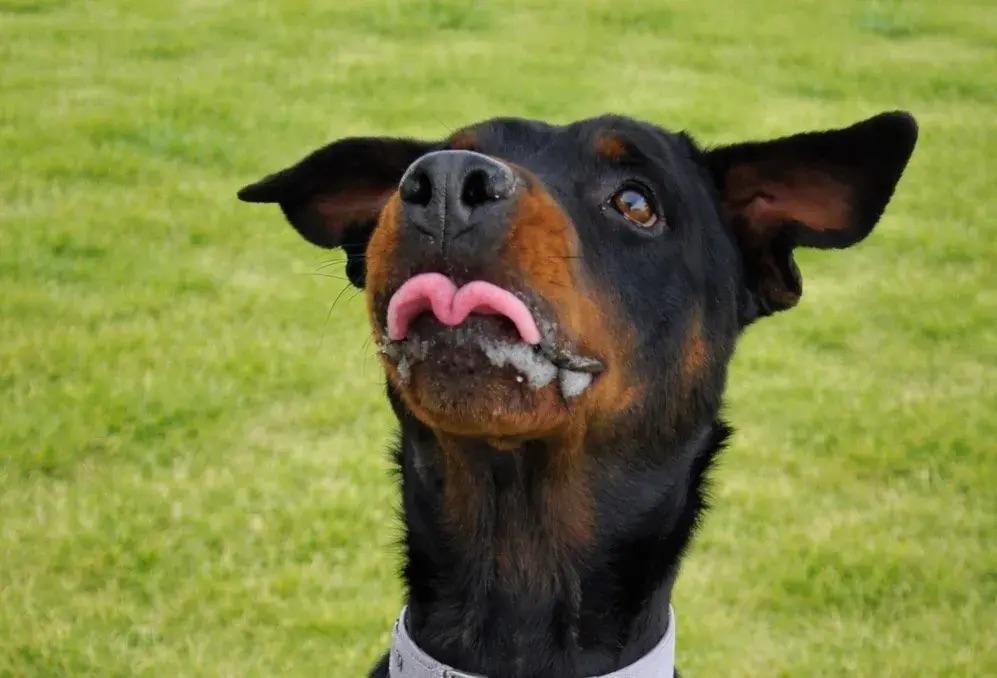 Enlarge Fiona, an adopted Rottweiler in Polk, OH image 3/5